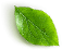 Dekorative Blätterverzierung